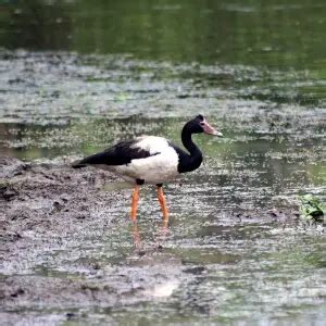 Magpie goose - Facts, Diet, Habitat & Pictures on Animalia.bio