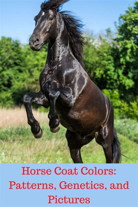 12 horse coat colors patterns genetics and pictures – Artofit