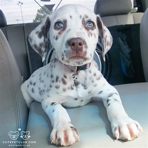 Blue Spotted Dalmatian