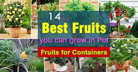 Best Fruits To Grow In Pots Fruits For Containers