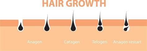 pelo crecimiento ciclo piel folículo anatomía anágena fase pelo