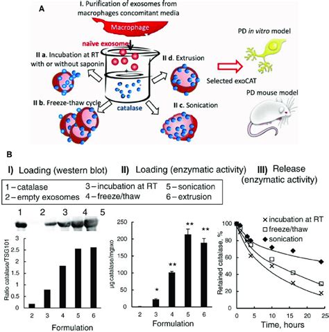 A Different Approaches For Drug Incorporation Into Macrophage Derived