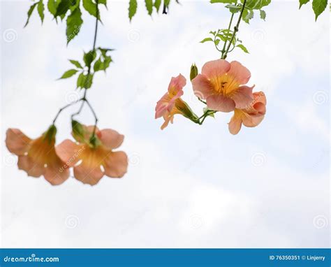 Red Orange Campsis Radicans Flowers With Bee Trumpet Vine Or Trumpet