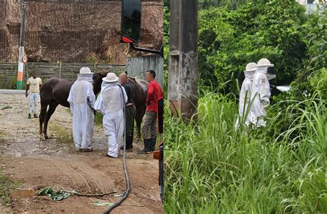 Cavalo é atacado por enxame de abelhas e bombeiros resgatam animal