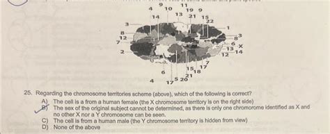 Solved 25. Regarding the chromosome territories scheme | Chegg.com