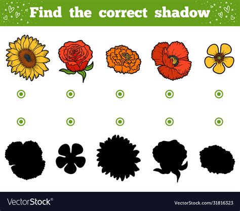 Find Correct Shadow Set Flowers Royalty Free Vector Image