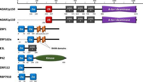 Frontiers The Role Of The Z DNA Binding Domain In Innate Immunity And