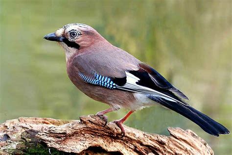 Jay - Alchetron, The Free Social Encyclopedia