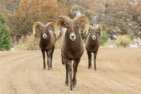 Bighorn Sheep Tonys Takes Photography