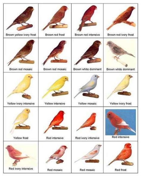 types of birds | pet.38