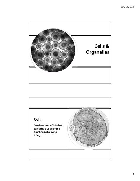 Cells Organelles Complete Cells And Organelles Cell Smallest Unit Of