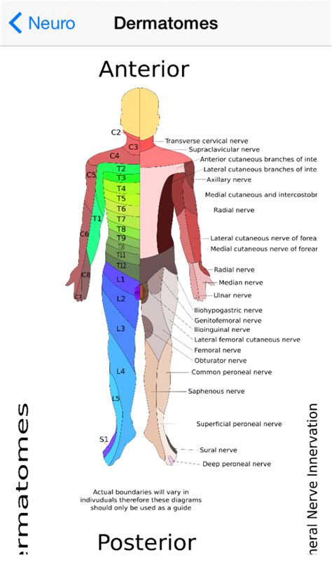 Dermatome Map Head And Neck