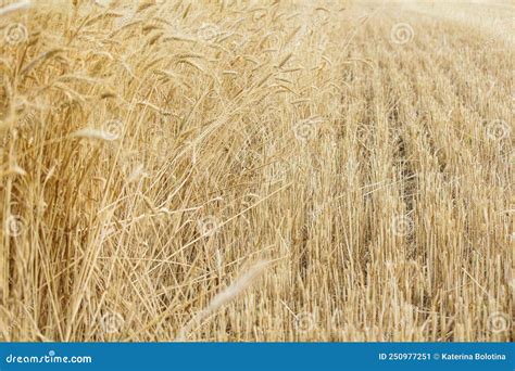 Wheat Field In Sunny Weather Cereal Field Ripening And Harvesting Wheat Grain Fields Stock