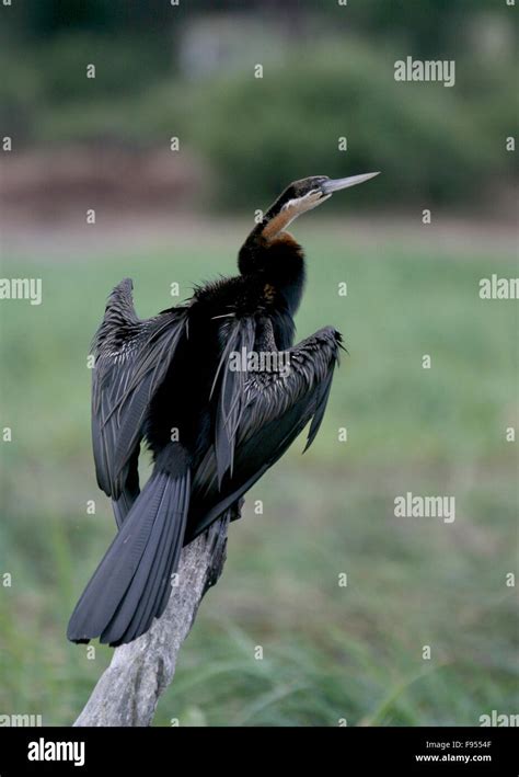 Darter Snake Bird Botswana Stock Photo - Alamy