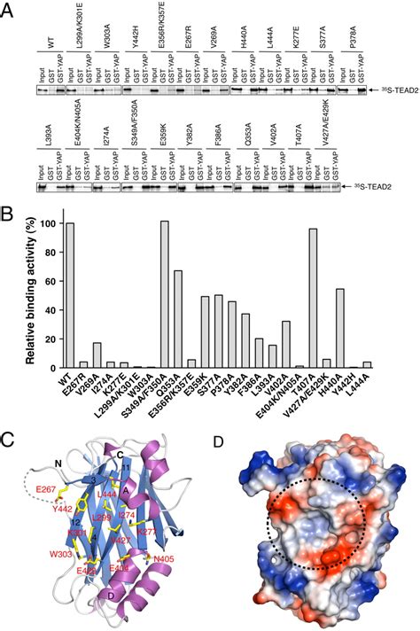 Structural And Functional Analysis Of The Yap Binding Domain Of Human