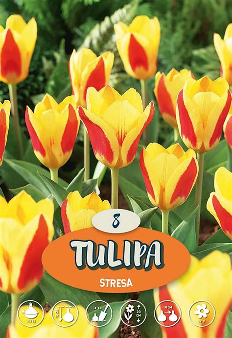 Tulipan Odm Stresa Tulipa Sp Kupuj W OBI