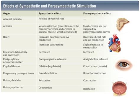 Integrative Pharmacology Unit 2 Neuro Drugs Flashcards Quizlet