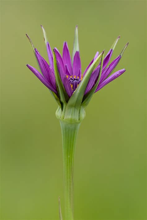 Common Salsify Tragopogon Porrifolius Oare Marshes Kent Shalley