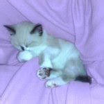 Cute kitten cat sleeping Meme Generator - Imgflip