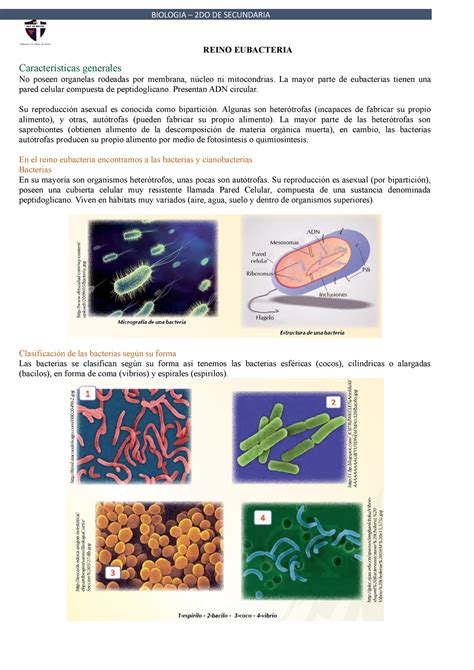 2do reino eubacteria REINO EUBACTERIA Características generales No