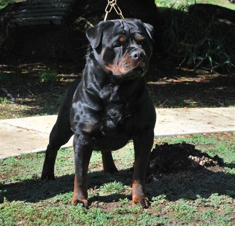 Von Ruelmann Rottweilers Inc German Rottweiler Puppies For Sale