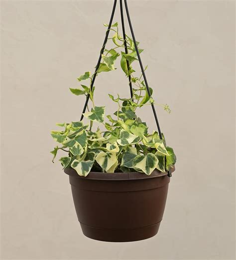 English Ivy Variegated Plant – Affordable Succulent Store