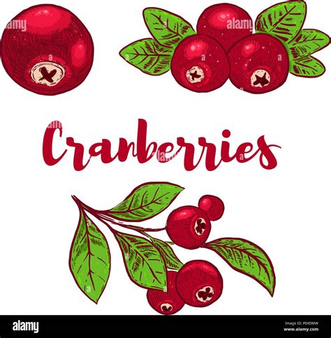 Satz Von Hand Gezeichneten Bunten Cranberries Illustrationen Design