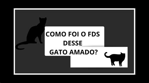 Como Foi Fds Desse Gato Amado Youtube