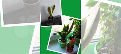 Комнатные растения купить в Томске | Товары для дома и дачи | Авито