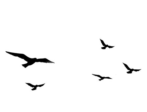 Flying Flock Of Birds PNG Free Download | PNG All