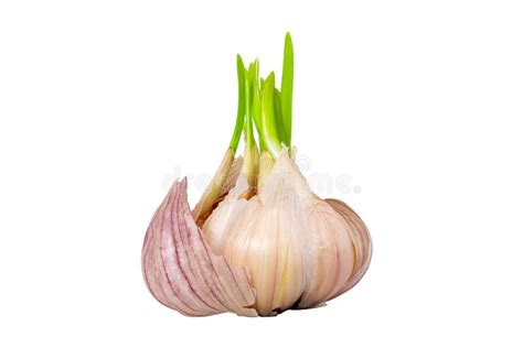 Sprouting clove of garlic stock image. Image of clove - 38992435