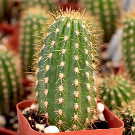 Cactus Art & Collectibles Painting jan-takayama.com