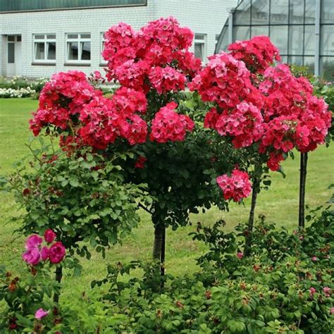 Rose Stadt Rom | Buy online | Rosen Tantau