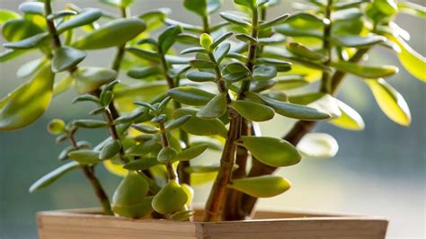 How To Care For A Jade Plant 7 Expert Tips For Houseplants Real Homes