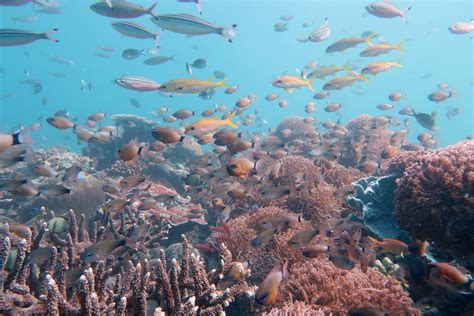 Reefs Initiative Launched To Advance Equitable Pathways To Climate