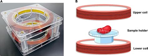 Frontiers Effect Of Static Magnetic Field Assisted Thawing On