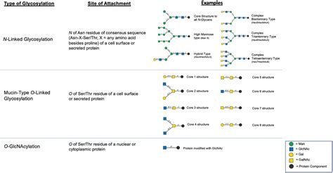 Frontiers Glycosylation Changes In Prostate Cancer Progression