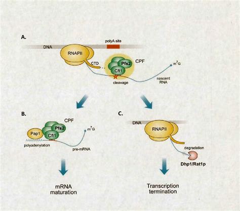 Figure 1 From Rna Interference And Heterochromatin Formation In Fission Yeast Semantic Scholar