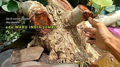 Bonsai Waru India Jumbo Di Lahan Ground Mas Nordin Youtube