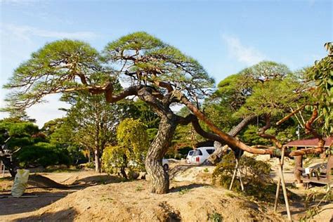 Pin By Krys On Niwaki Japan Garden Japanese Garden Bonsai