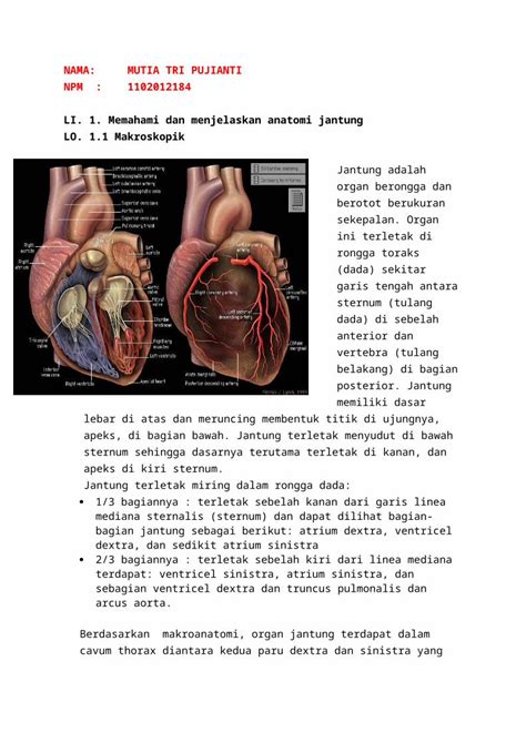 Docx Memahami Dan Menjelaskan Anatomi Jantung Dokumen Tips Hot Sex