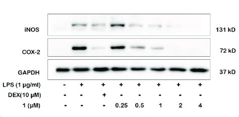 Effects Of 1 And Positive Control On Inos And Cox 2 Protein Levels In