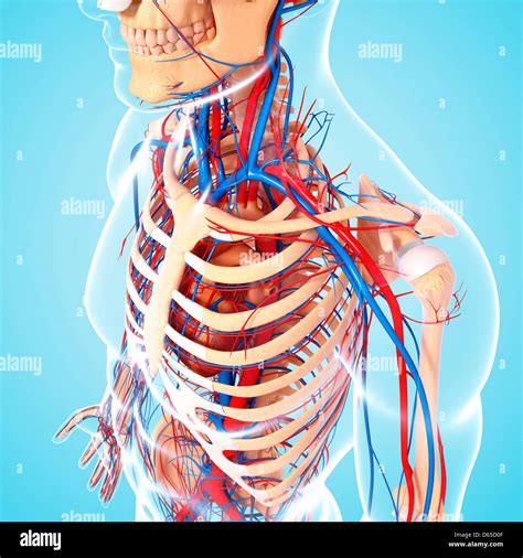 Upper Body Anatomy Artwork Stock Photo Alamy