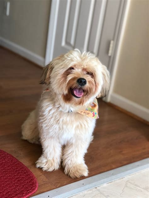 Shih Poo Puppies For Sale Charlotte Nc 304178