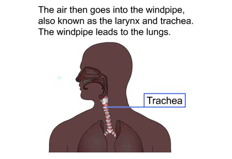 PatEdu.com : Lung Diseases