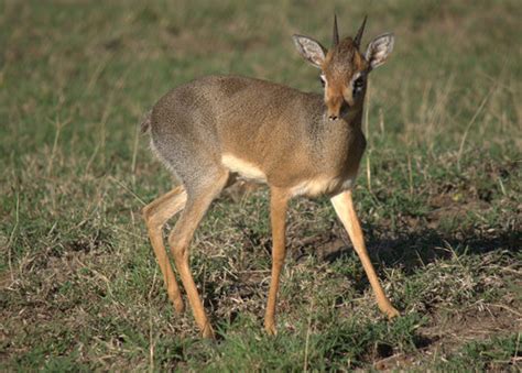 "Dik Dik" Bilder – Durchsuchen 385 Archivfotos, Vektorgrafiken und ...