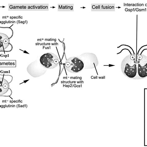 Pdf Sexual Reproduction In Unicellular Green Alga Chlamydomonas