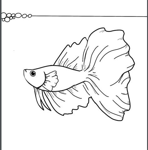 Male Betta Fish Coloring Coloring Coloring Pages