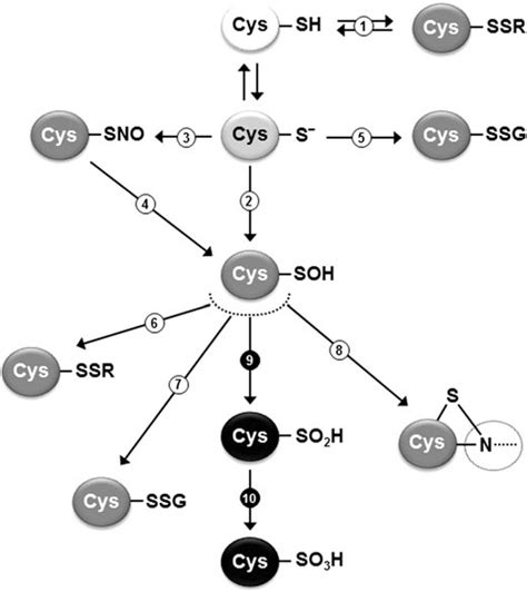 Major Cysteine Based Redox Modifications Of Proteins An Overview Of Download Scientific