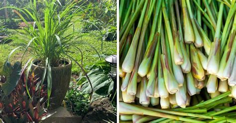 How To Grow Lemongrass In The Garden And In Containers